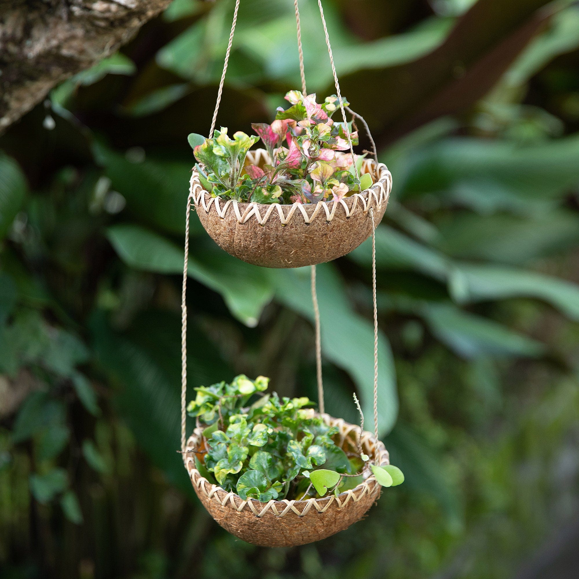Handcrafted Coconut Shell Hanging Planter in a Natural Hue
