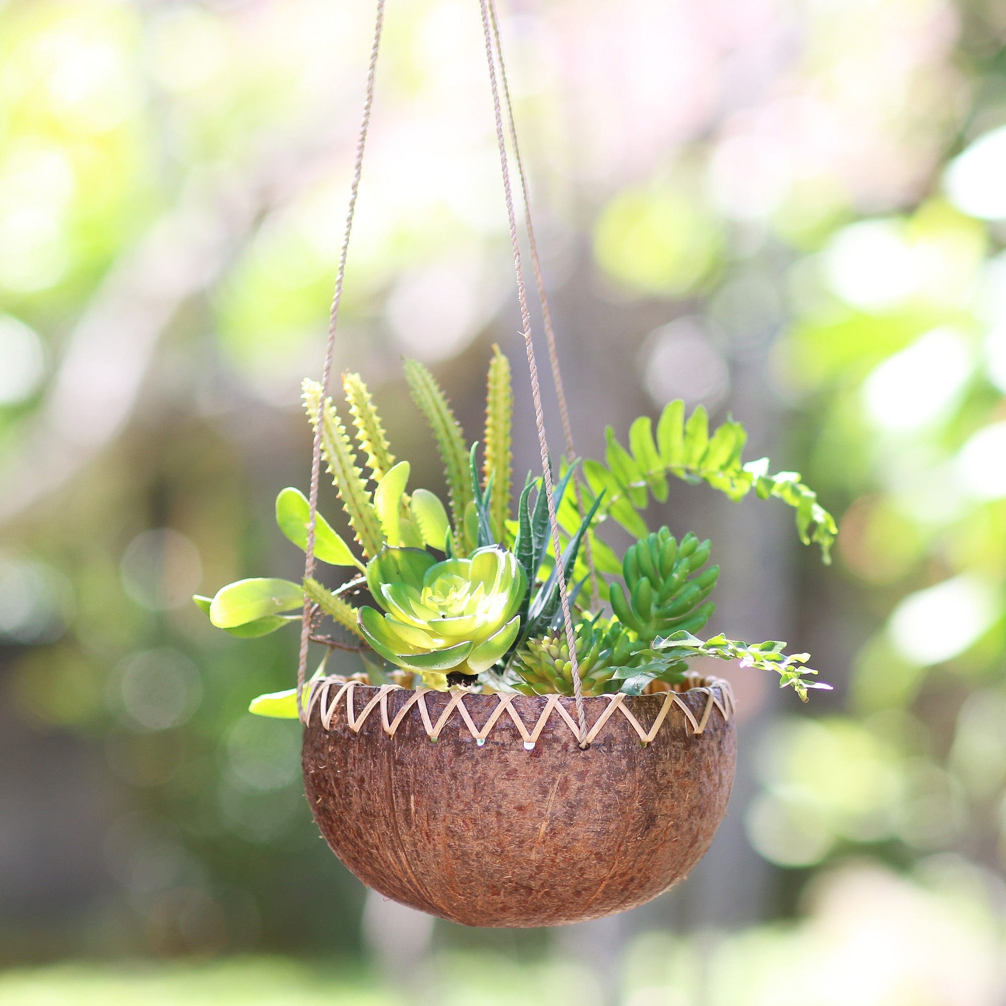 succulents in coconut shell Hanging Coconut Shell Plant Pot