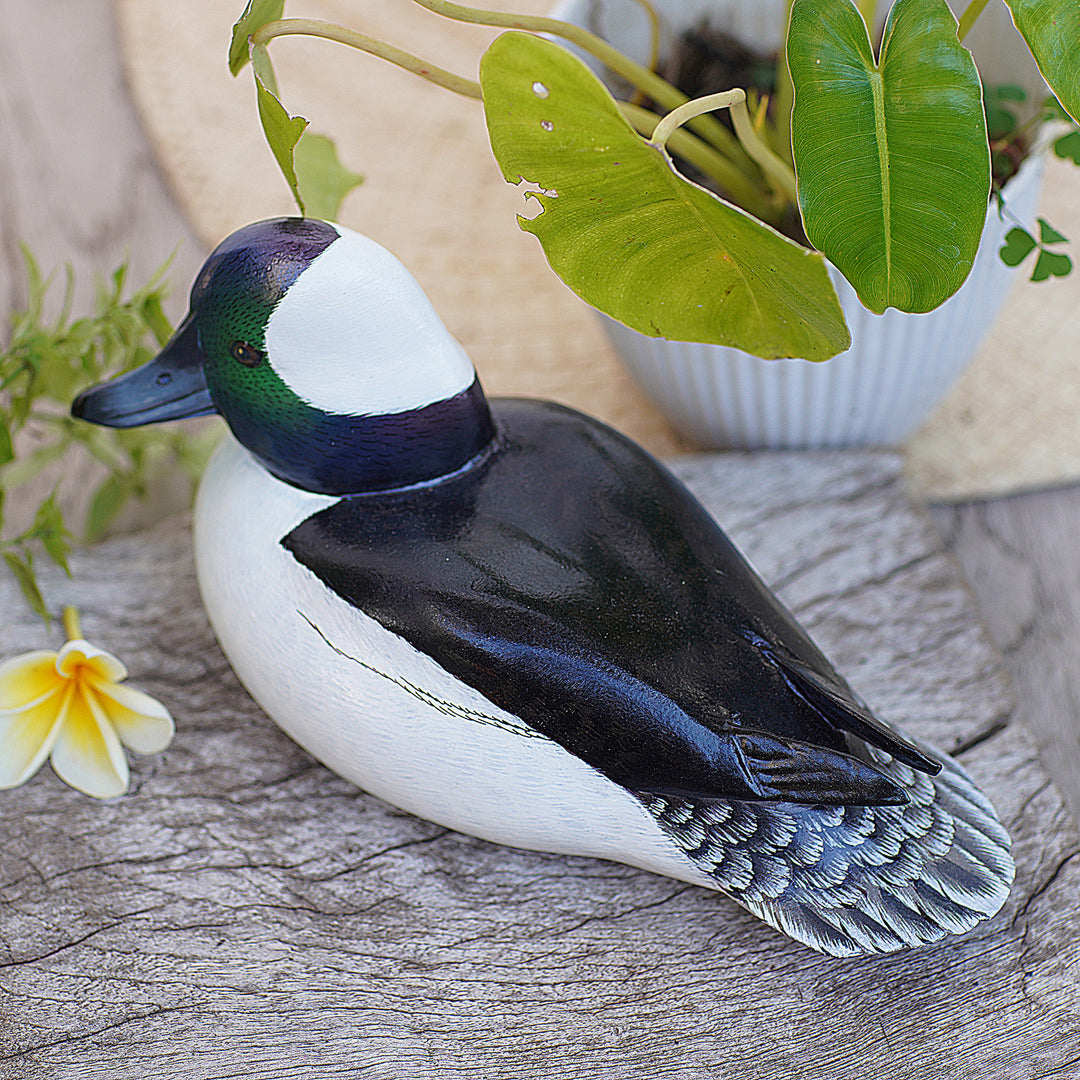 Male Bufflehead Duck