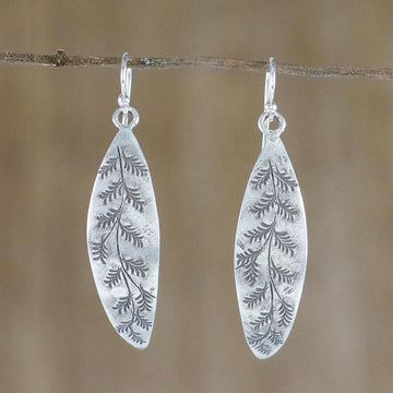 Hanging Ferns