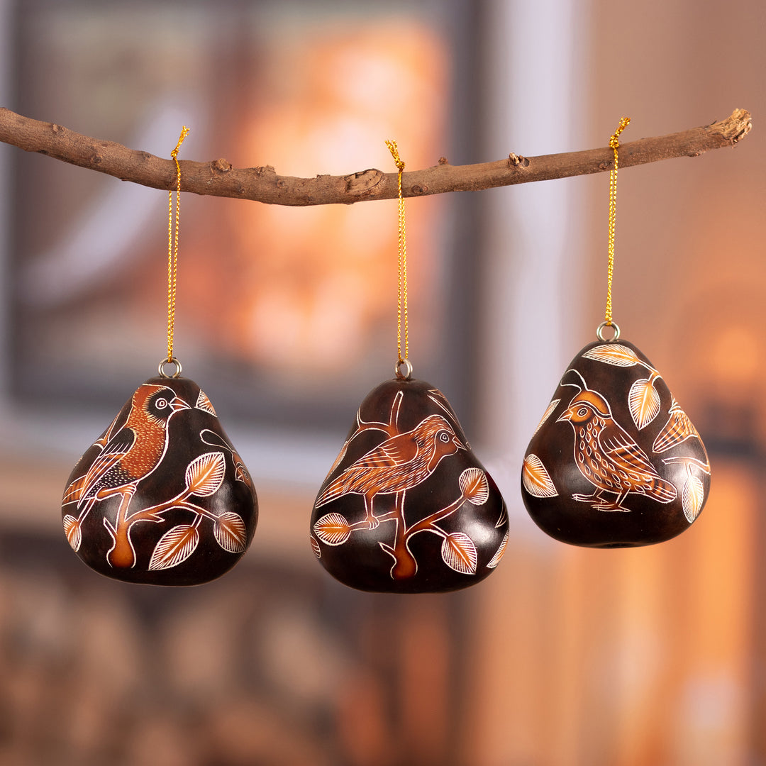 Sun Birds