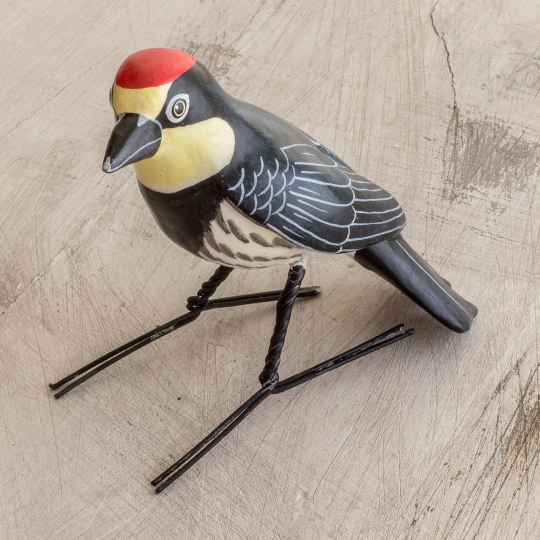 Acorn Woodpecker