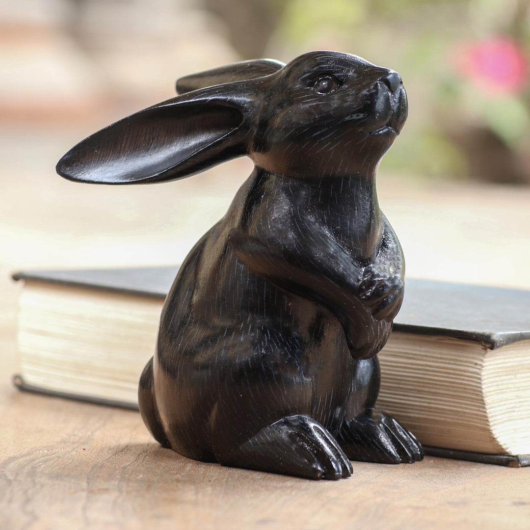 Adorable Rabbit in Black