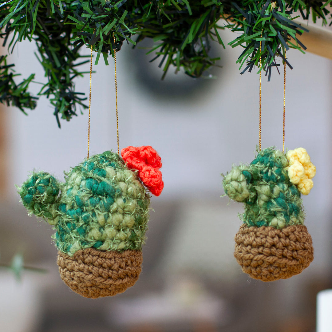 Christmas Cacti