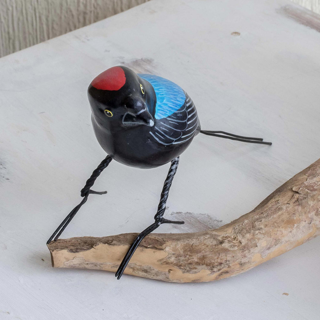Longtailed Manakin