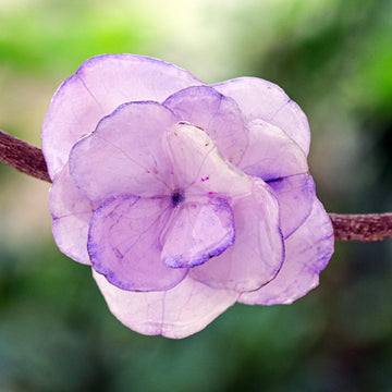 Violet Hydrangea