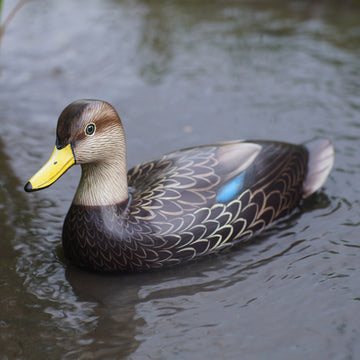 BlueWinged Teal