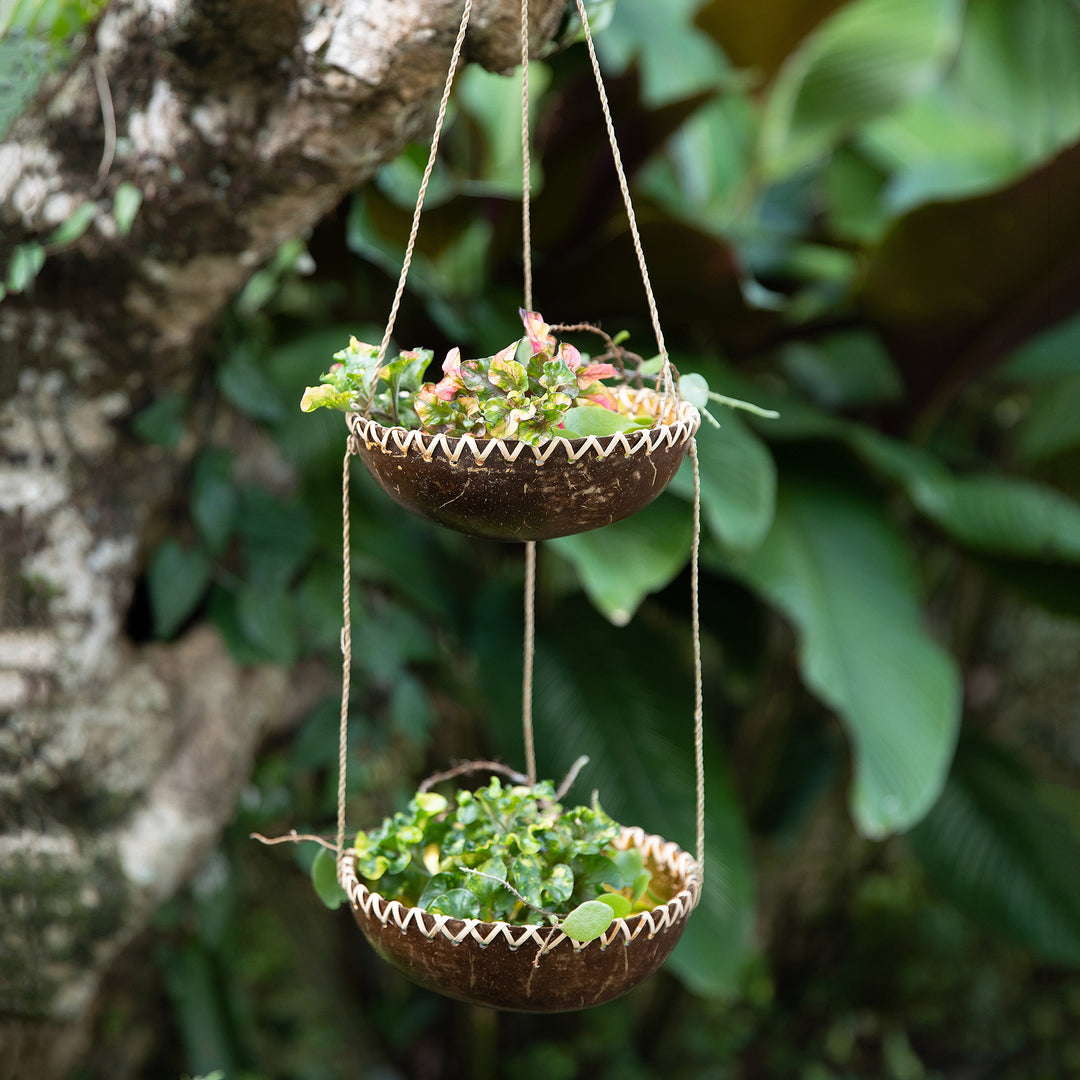 Coconut Prosperity