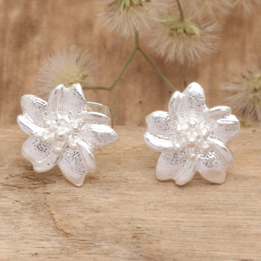 Amaryllis Flower Beauty