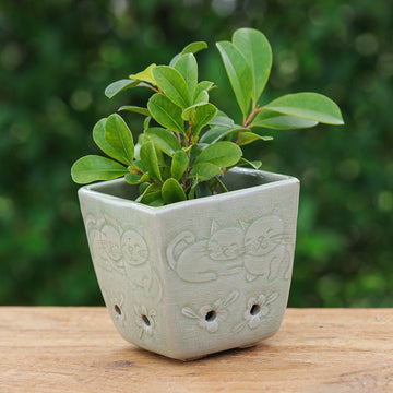 Green Kitty Garden