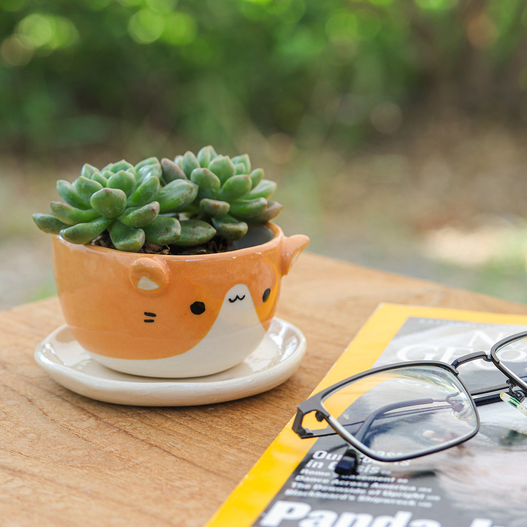 Ceramic Cat Mini Flower Pot with Saucer in Ivory and Orange - Kitty Energy