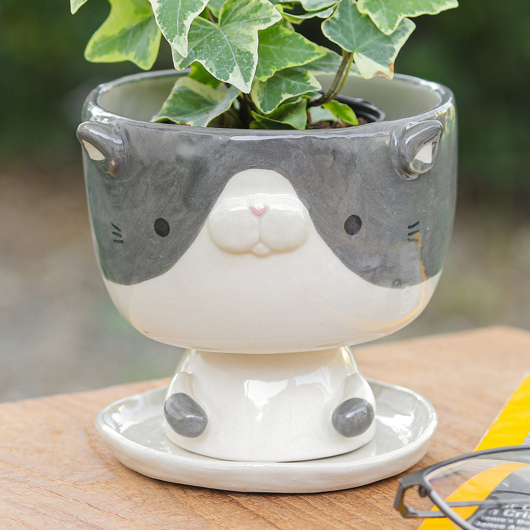 Bicolor Kitty