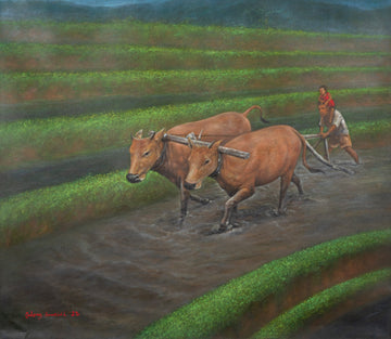 Plowing Rice Field