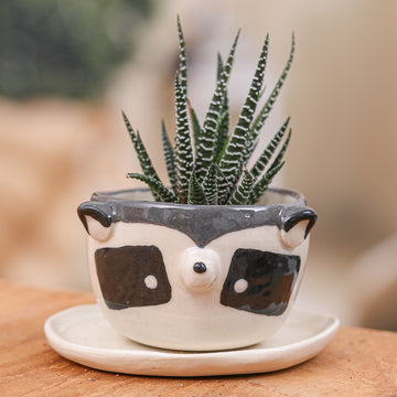 Raccoon Spring