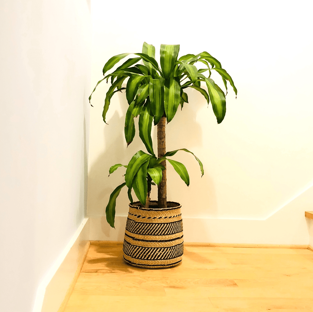 Iringa Traditional Large Basket - Black Stripe