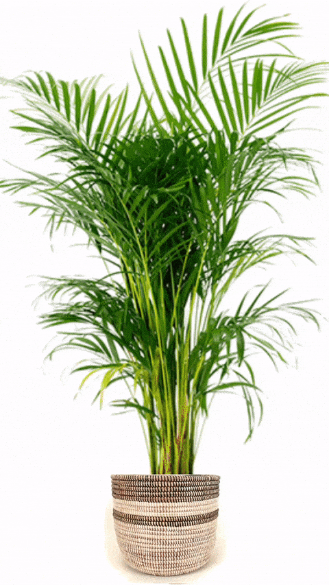 Senegalese Medium Basket Planter - Black Stripe