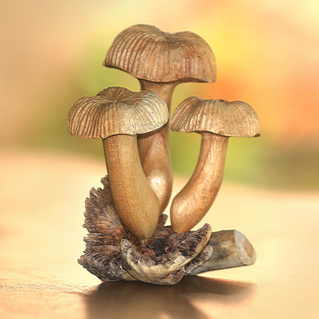 Bali Mushrooms