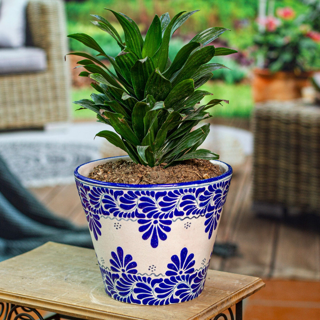 Talavera Greenhouse