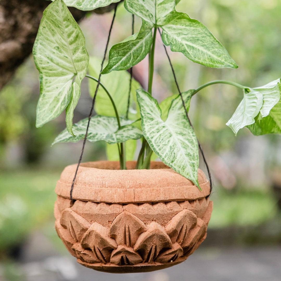 Hanging Lotus