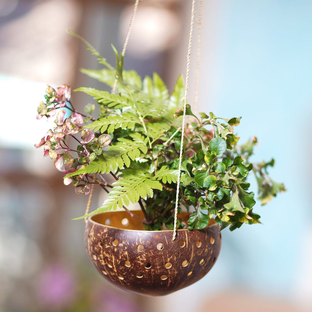 Coconut Shell Hanging Planter - Well Drained